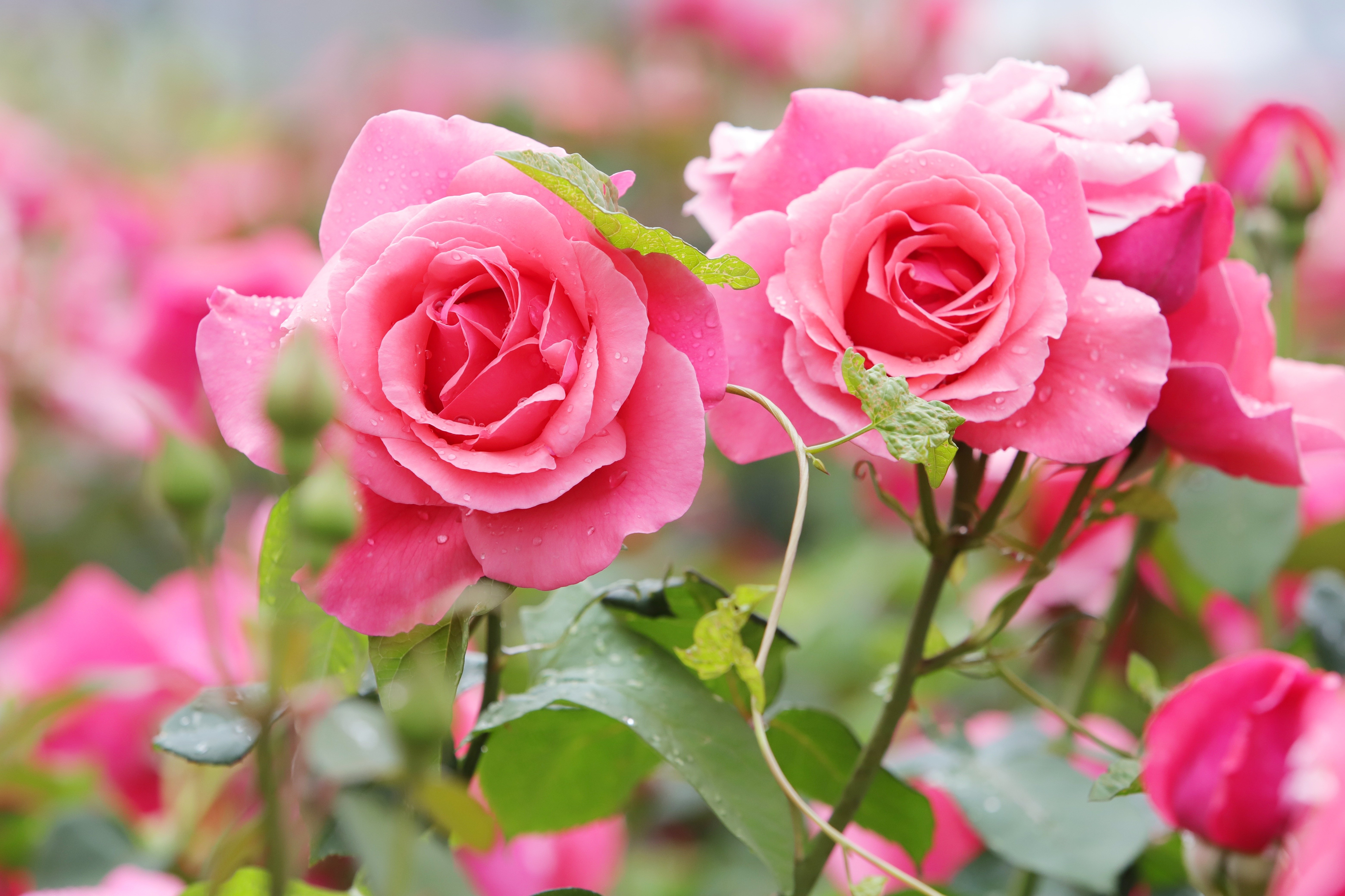 6240x4160 Rose 4K, Pink Rose, Pink Flower Gallery HD Wallpaper, Desktop