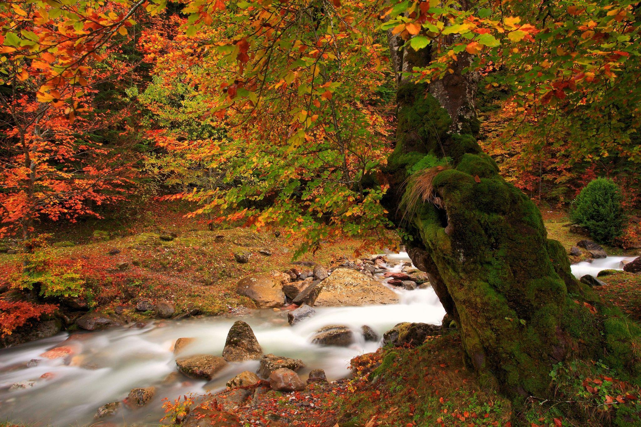 2050x1370 Nature tree autumn river moss wallpaperx1365, Desktop