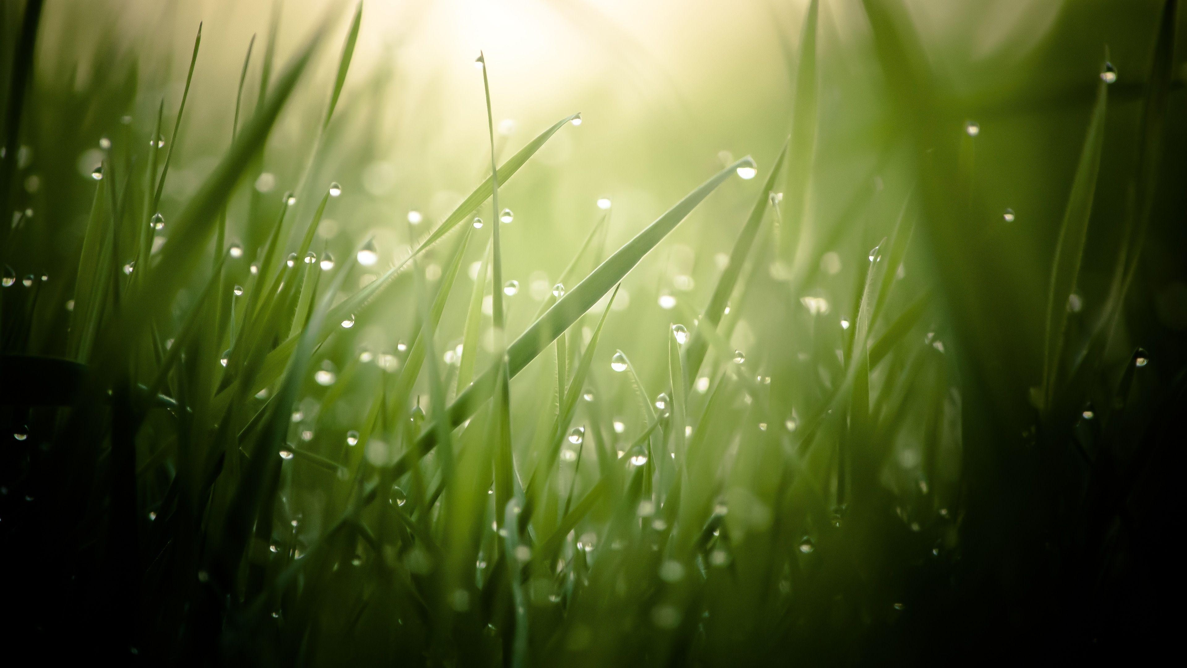 3840x2160 Morning Dew On Grass Threads 4K Ultra HD Desktop Wallpaper, Desktop