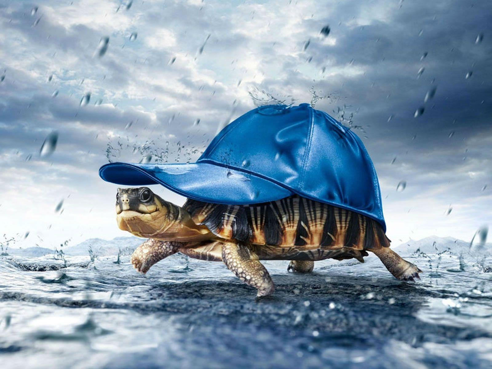 1600x1200 Tortoise Desktop Rain Wallpaper: View HD Image of Tortoise Desktop, Desktop