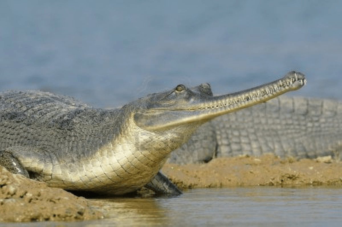 1200x800 Gharial Picture, Desktop