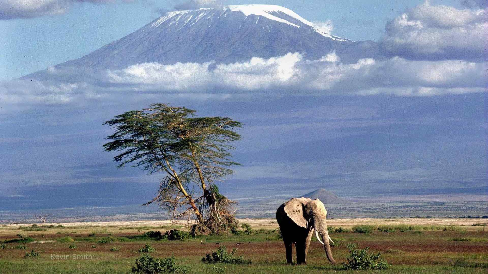 1920x1080 Mount Kilimanjaro and Elephants Wallpaper HD Wallpaper, Desktop