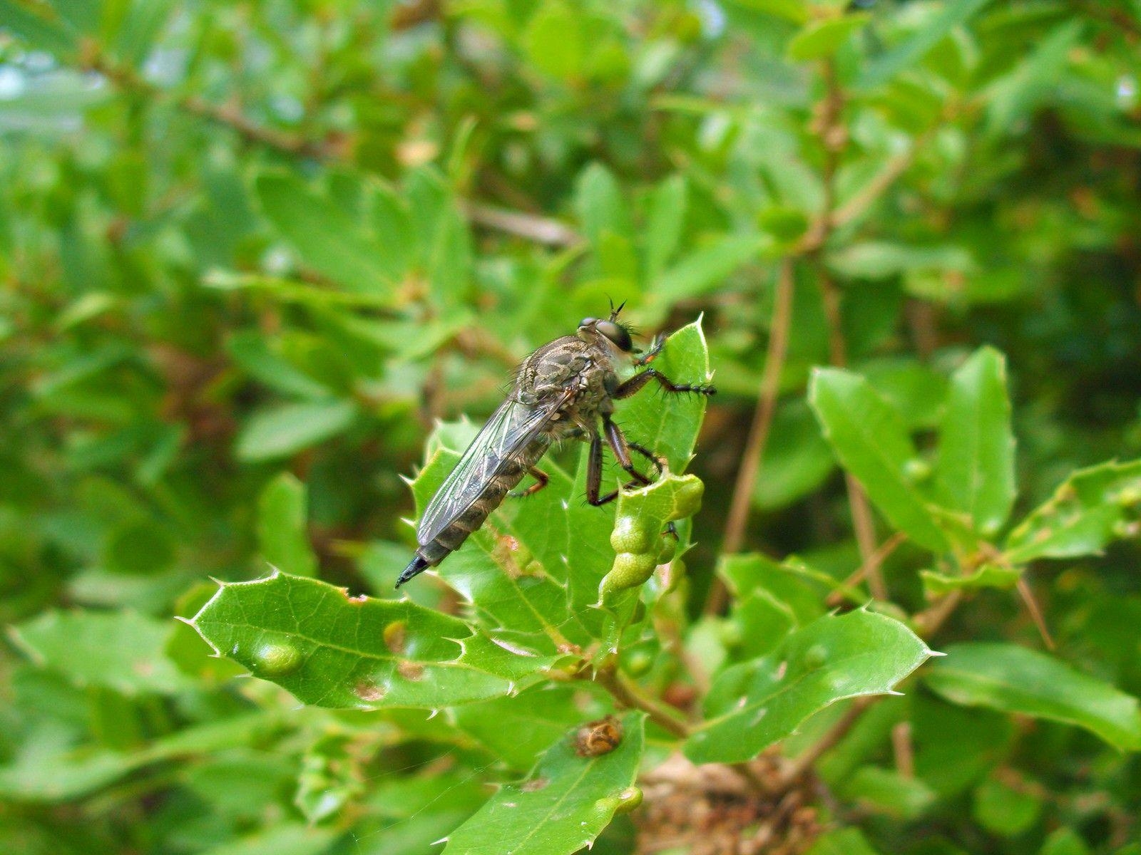 1600x1200 Green insects macro mosquito trees wallpaper, Desktop