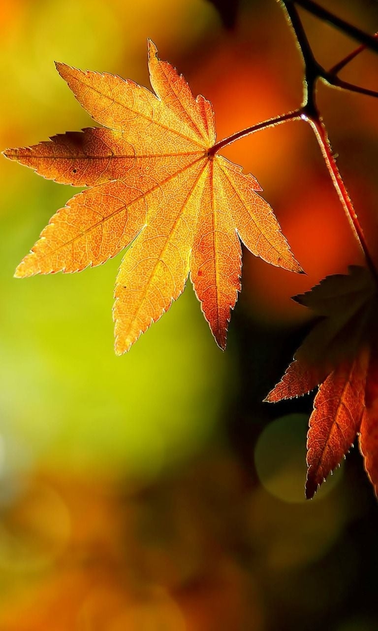 770x1280 Download Free Mobile Phone Wallpaper HD Autumn Leaves, Phone