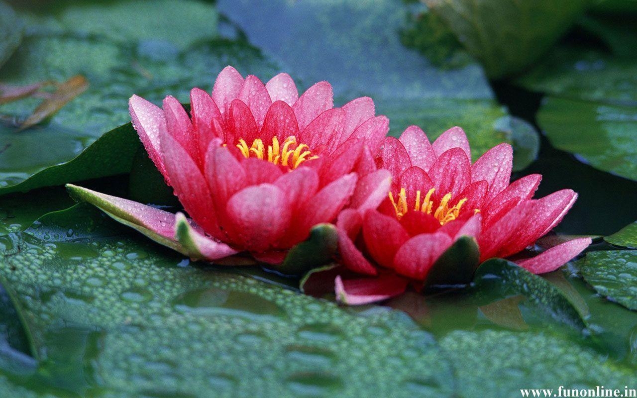 1280x800 Charming Pink Lotus Flowers: Lotus Flower Wallpaper, Desktop