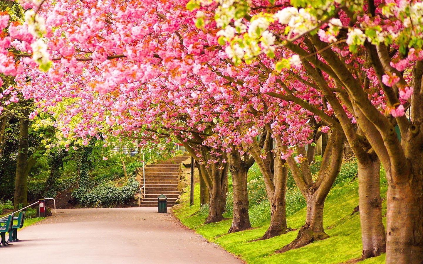 1440x900 Spring Wallpaper, Beautiful Spring Tree Image, Desktop