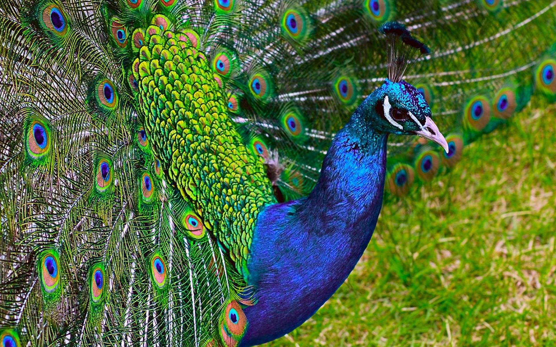 1920x1200 Peacock HD Wallpaper Picture. Free Desk Wallpaper, Desktop