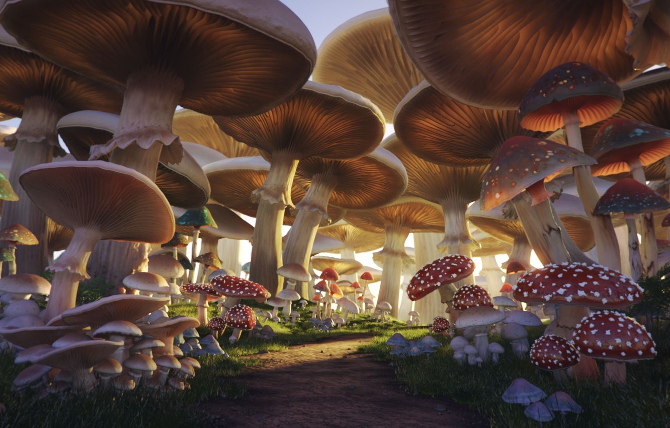 1340x850 Wallpaper mushrooms, trail, Mushroom Forest image for desktop, section фантастика, Desktop