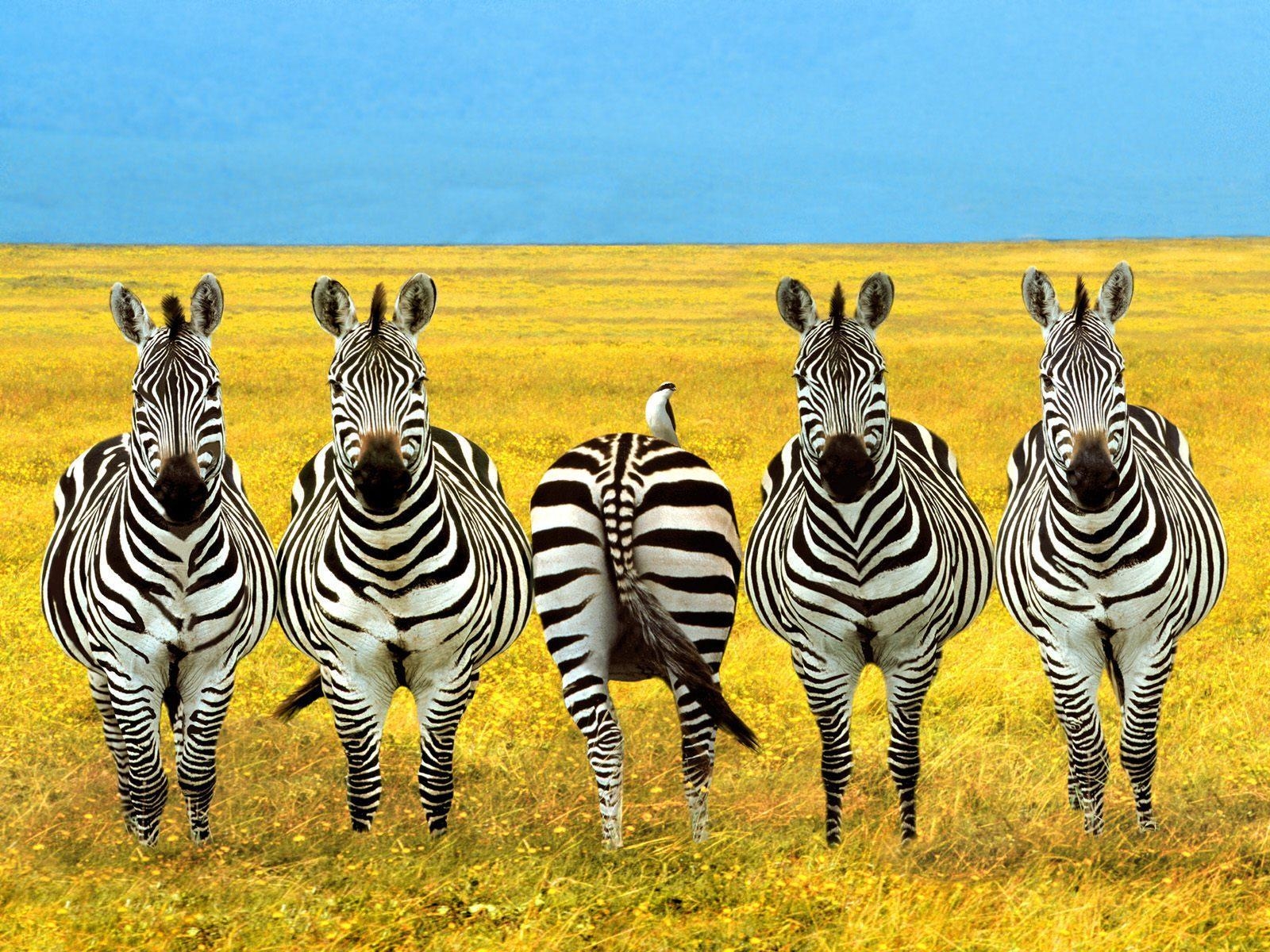 1600x1200 Zebra Desktop Wallpaper, Desktop