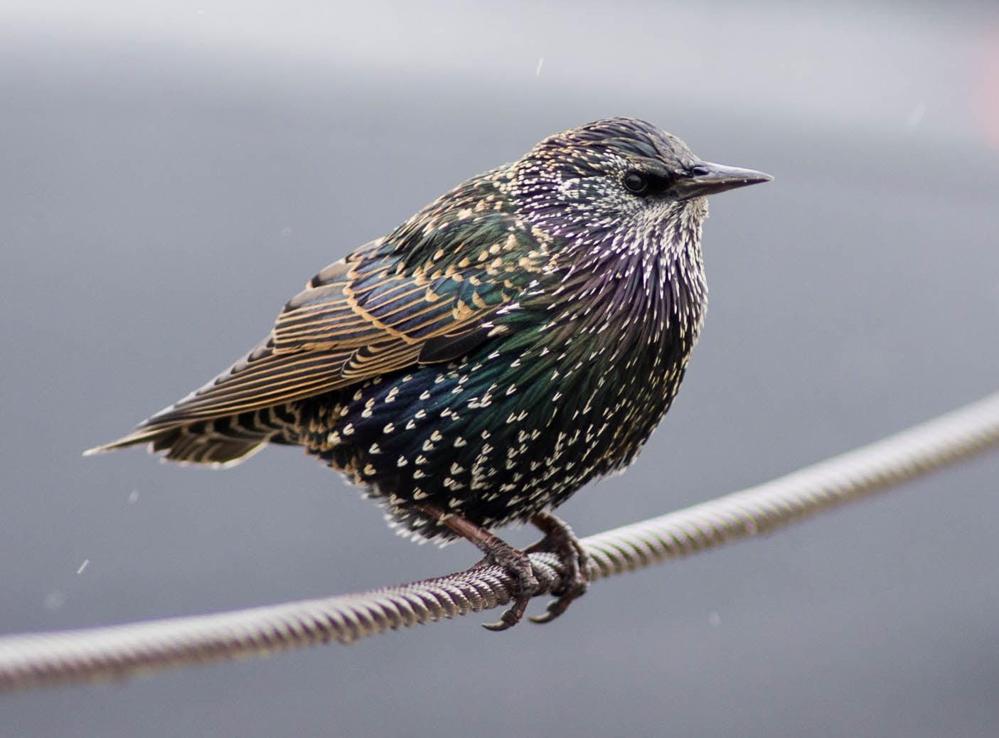 1410x1040 Green and black short beak bird perching on wire, european, Desktop