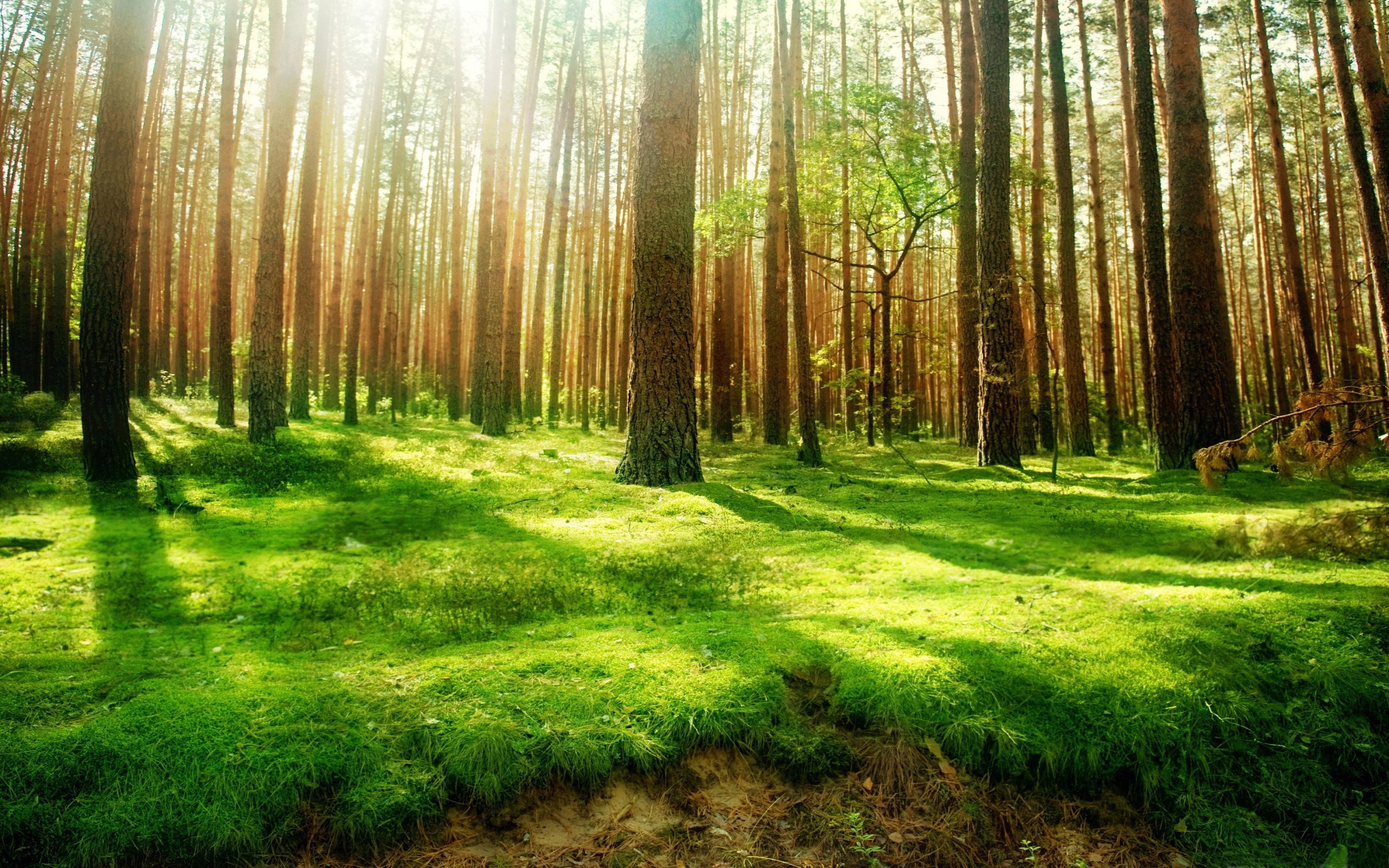 3840x2400 Forest Trees Green Grass Sunlight Ultra HD Wallpaper, Desktop