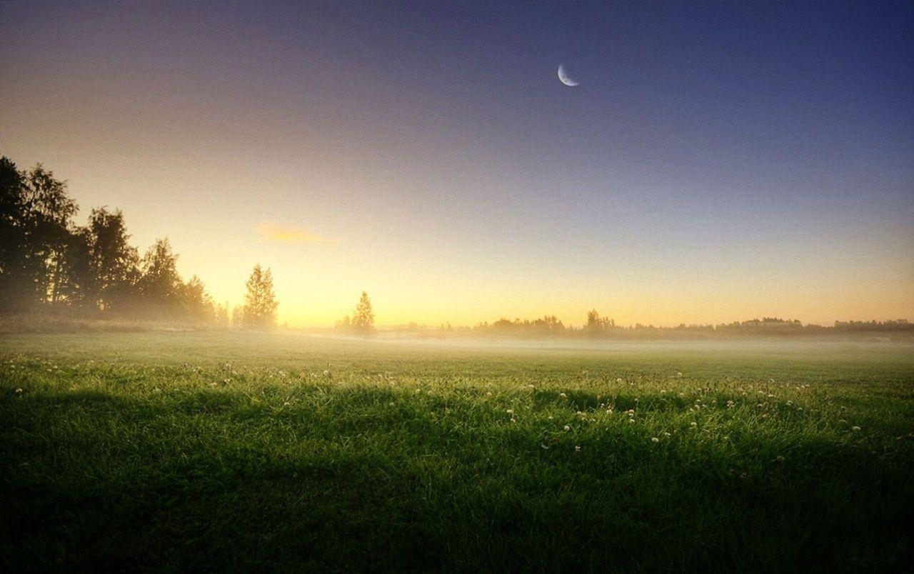 1280x810 Meadow Trees Morning Foggy wallpaper. Meadow Trees Morning, Desktop