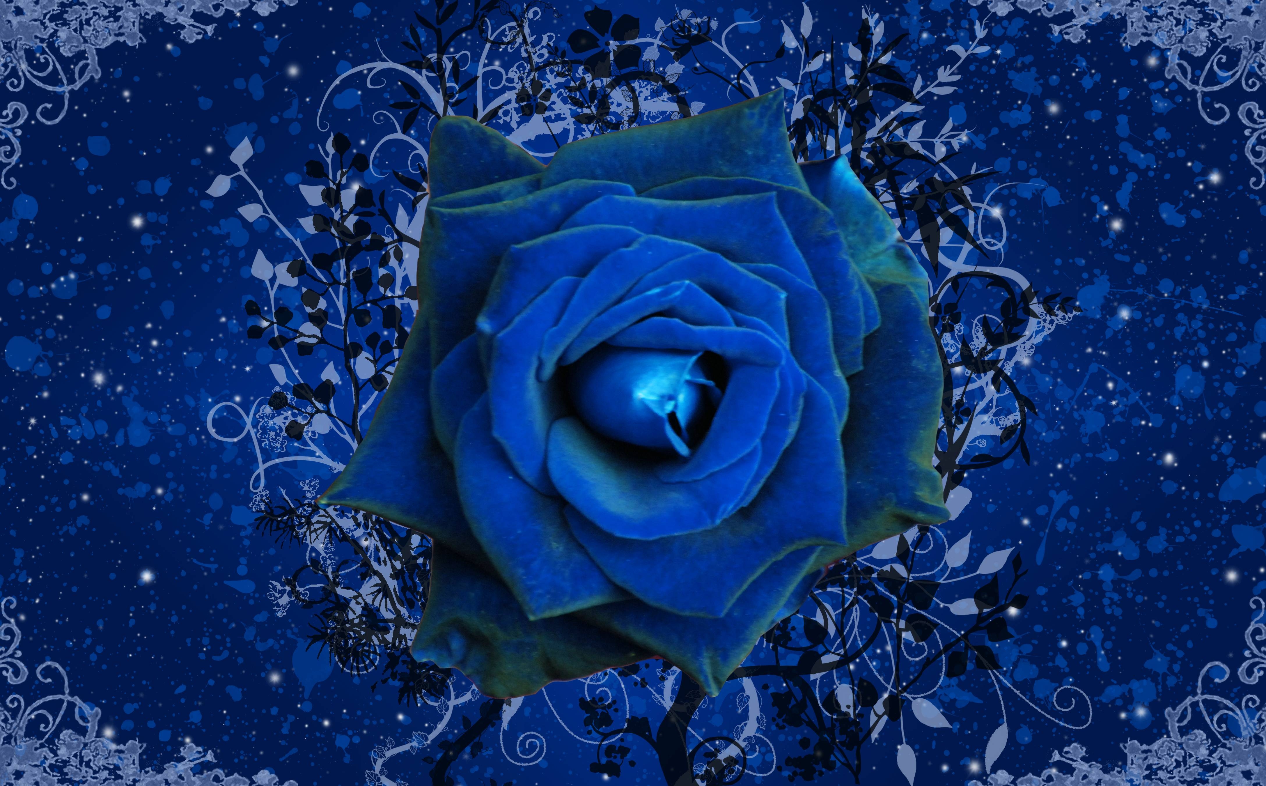 4350x2700 Blue Rose Wallpaper, Desktop