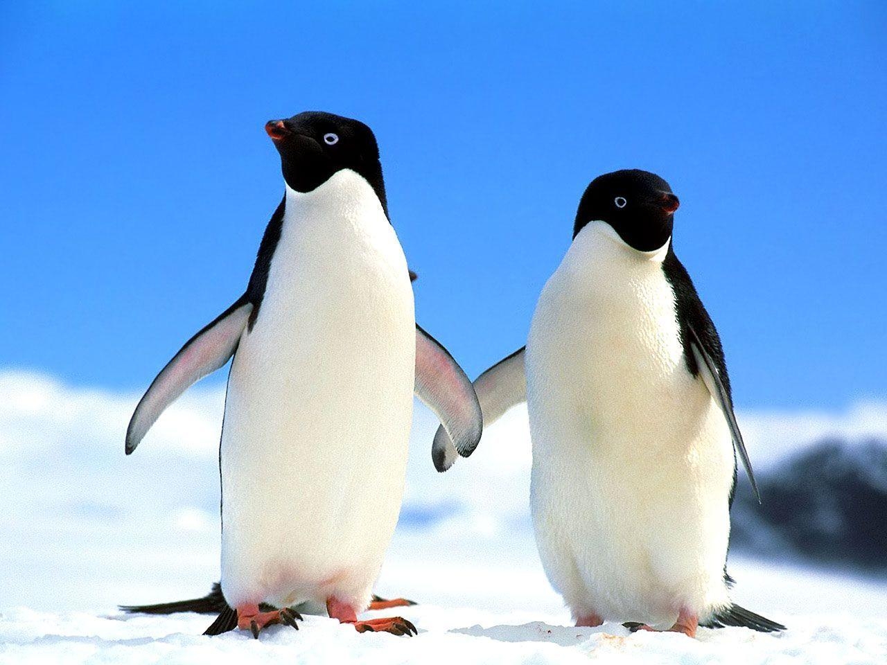 1280x960 Penguin Wallpaper Penguins Wallpaper Gallery, Desktop