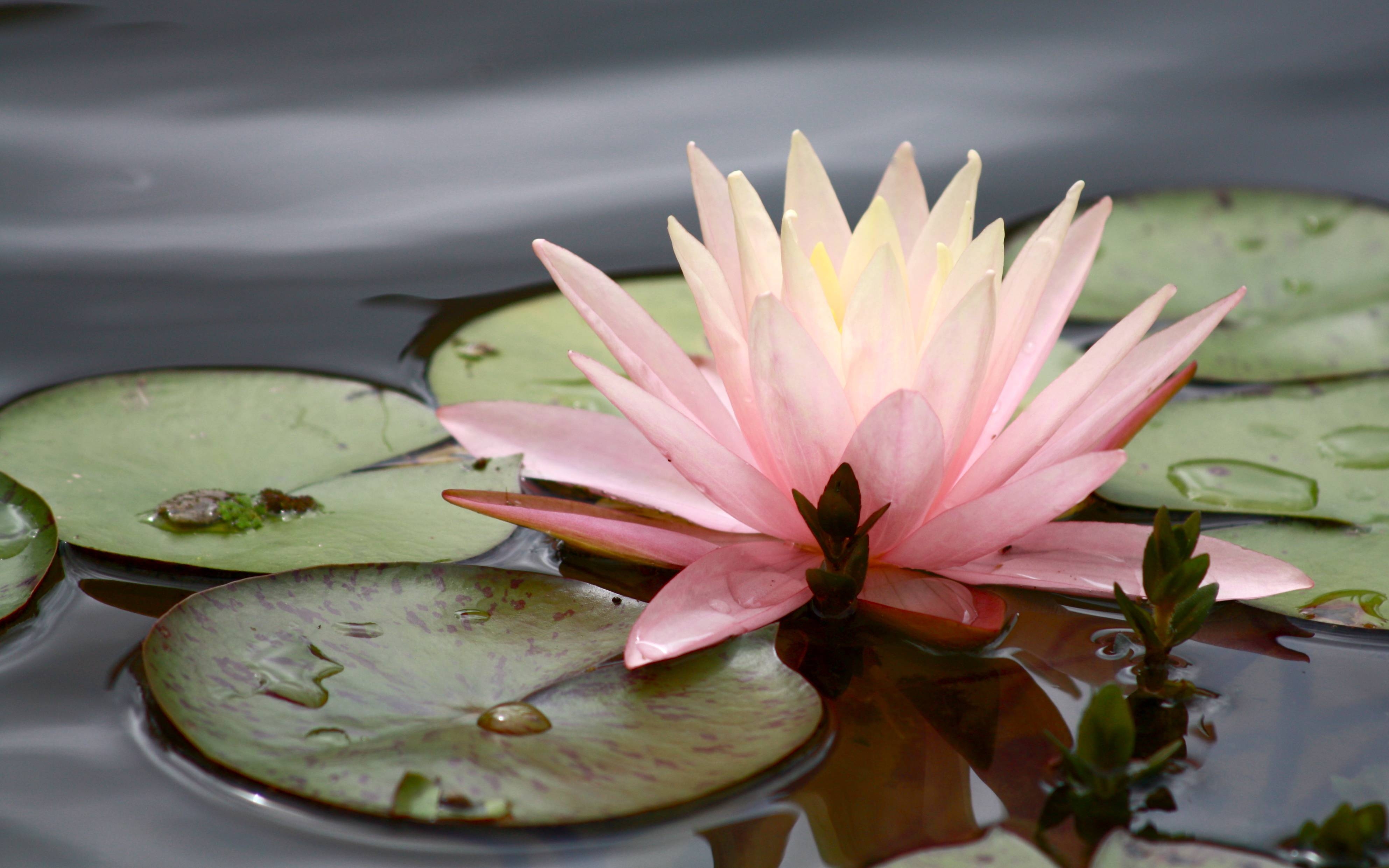 3970x2490 Water Lily Wallpaper, Desktop