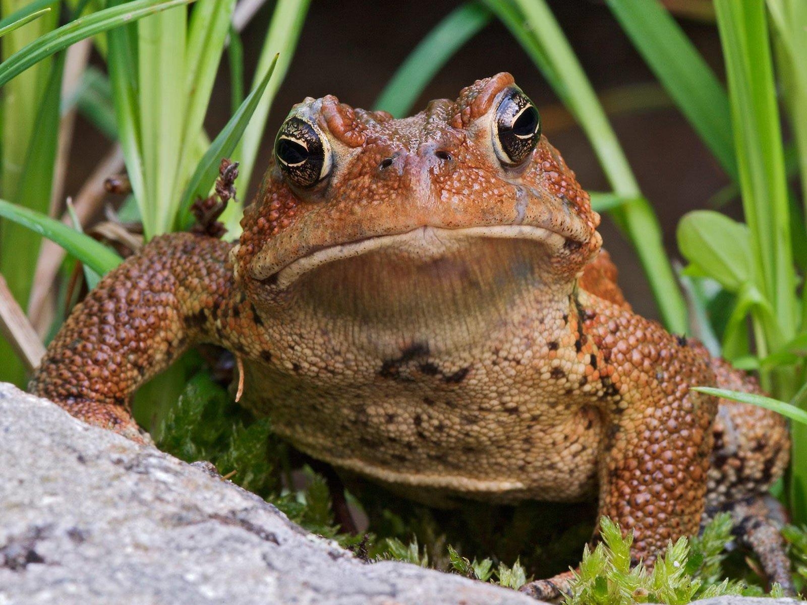 1600x1200 Toad HD Wallpaper and Background Image, Desktop