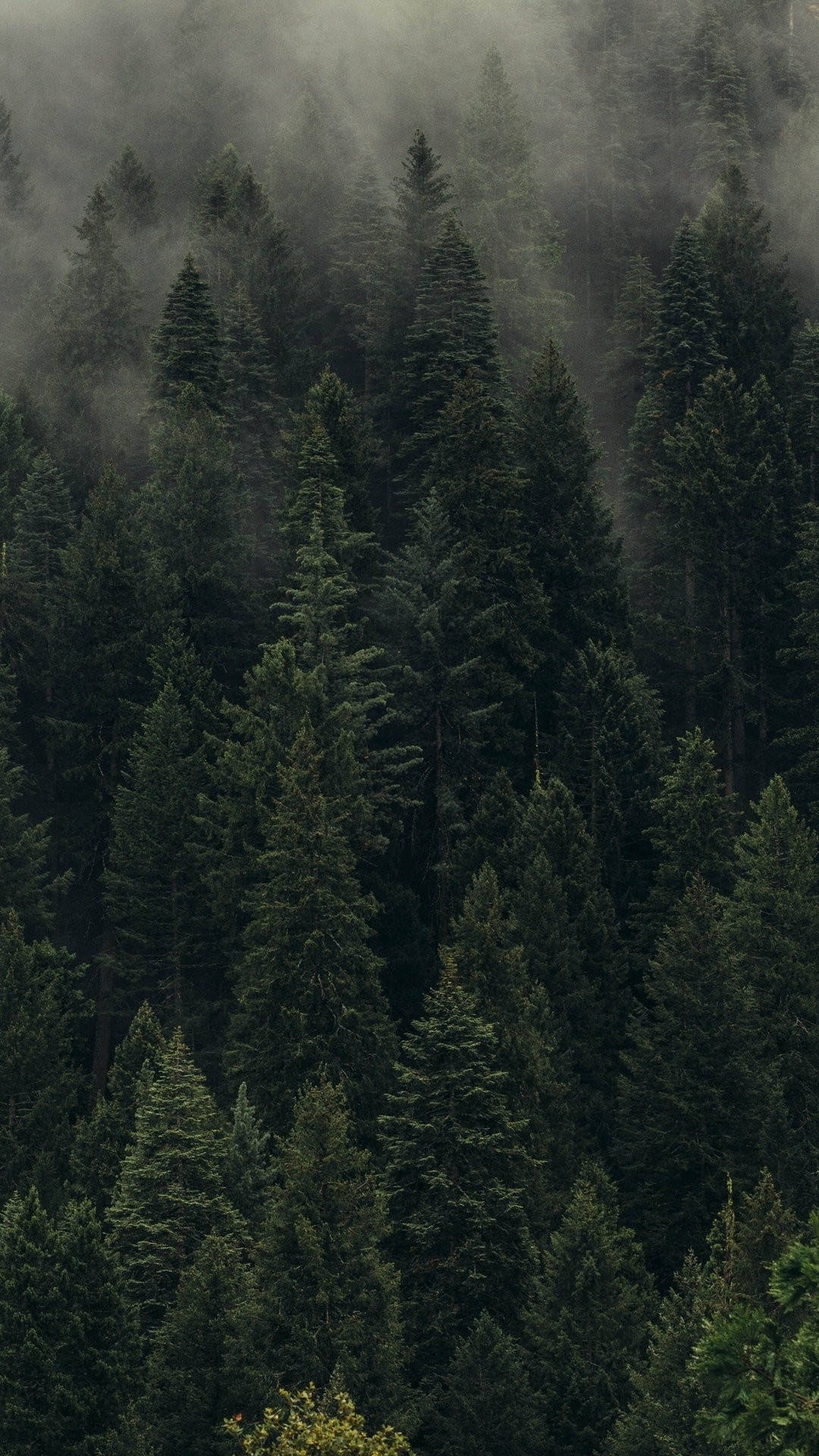 1080x1920 Download Foggy Pine Forest iPhone Wallpaper, Phone