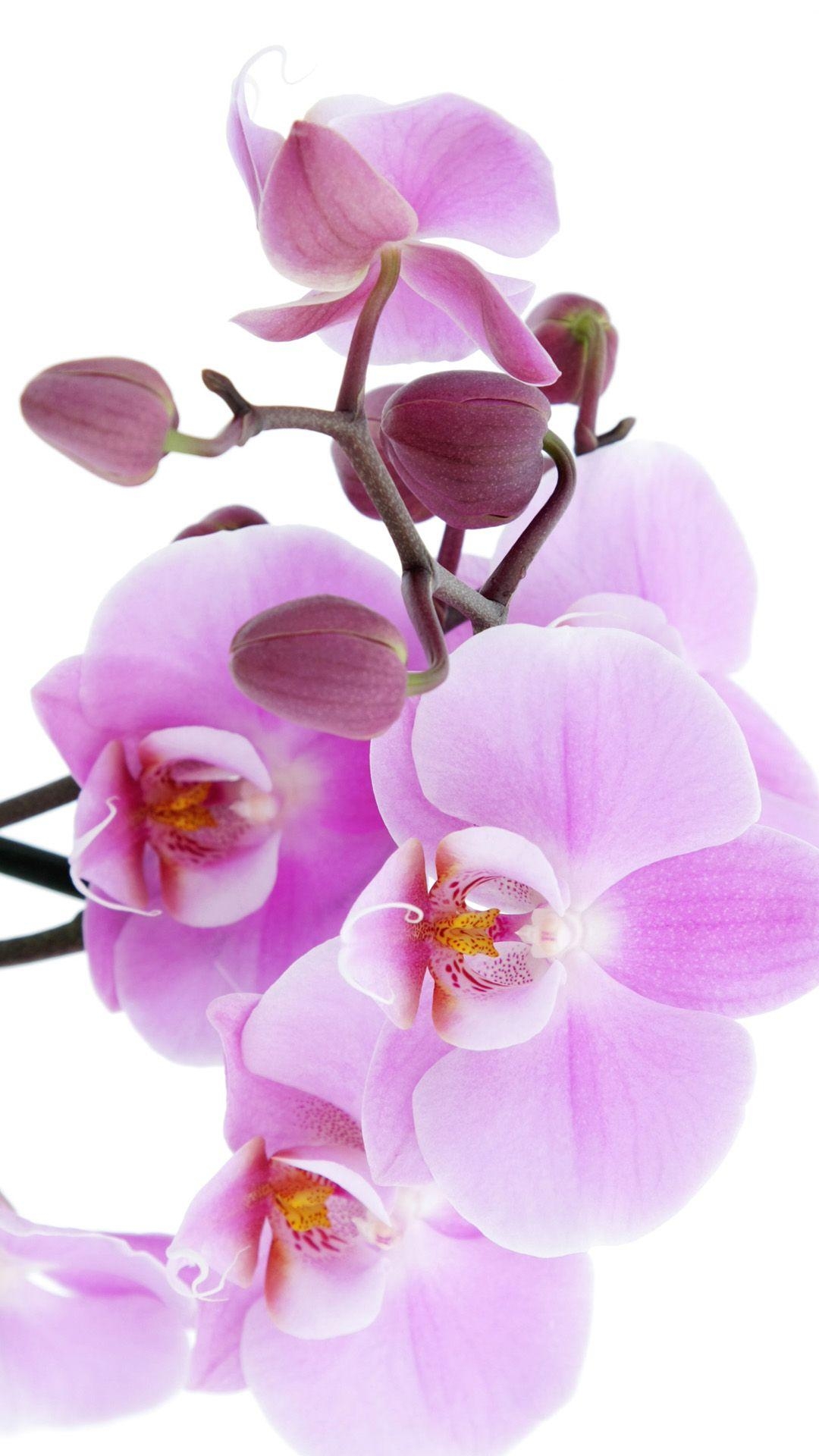 1080x1920 Pure Pink Orchid iPhone 6 wallpaper. Orchid wallpaper, Flower, Phone