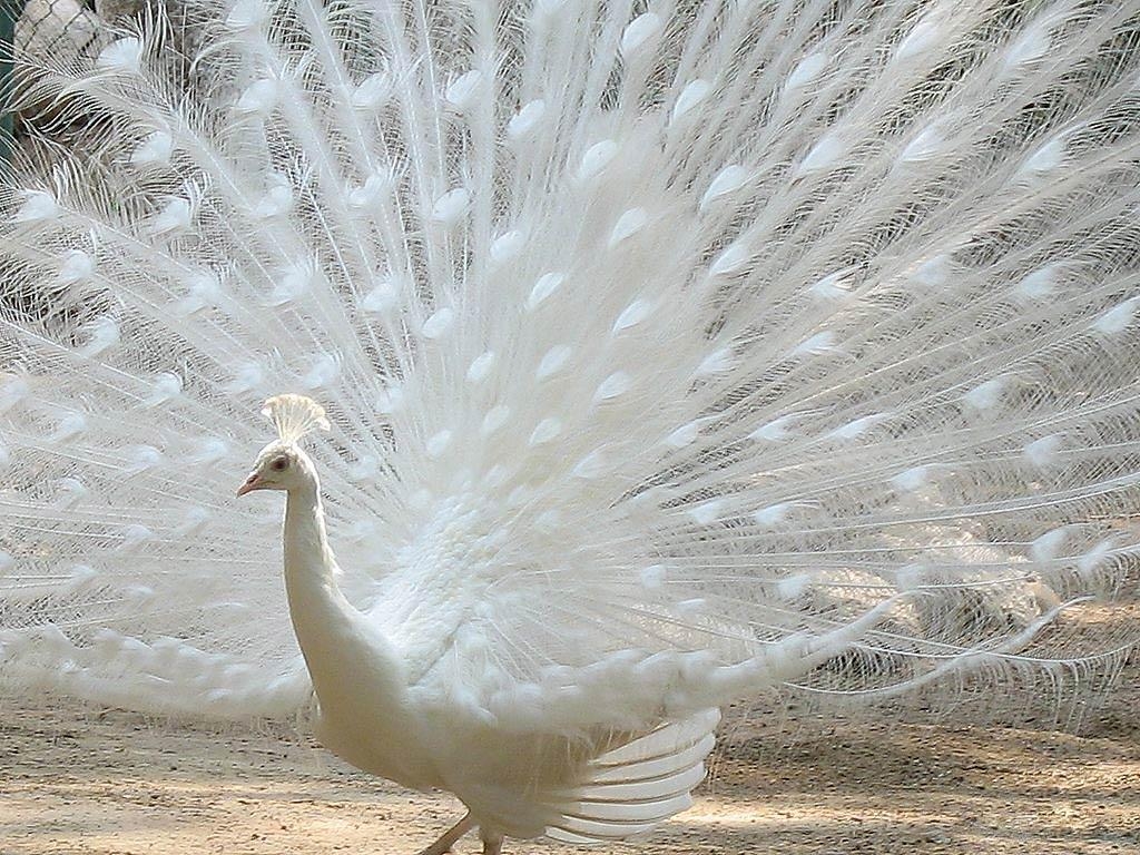 1030x770 Peacock Wallpaper, Desktop