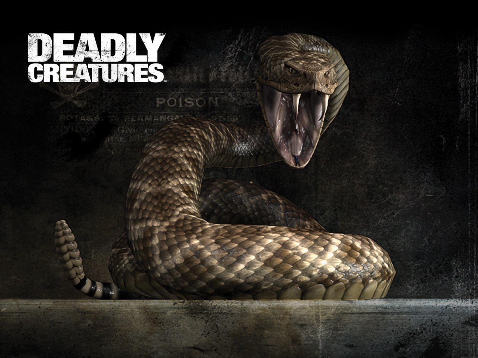 1600x1200 Rattlesnake Creatures Wallpaper, Rattlesnake Wallpaper, Desktop