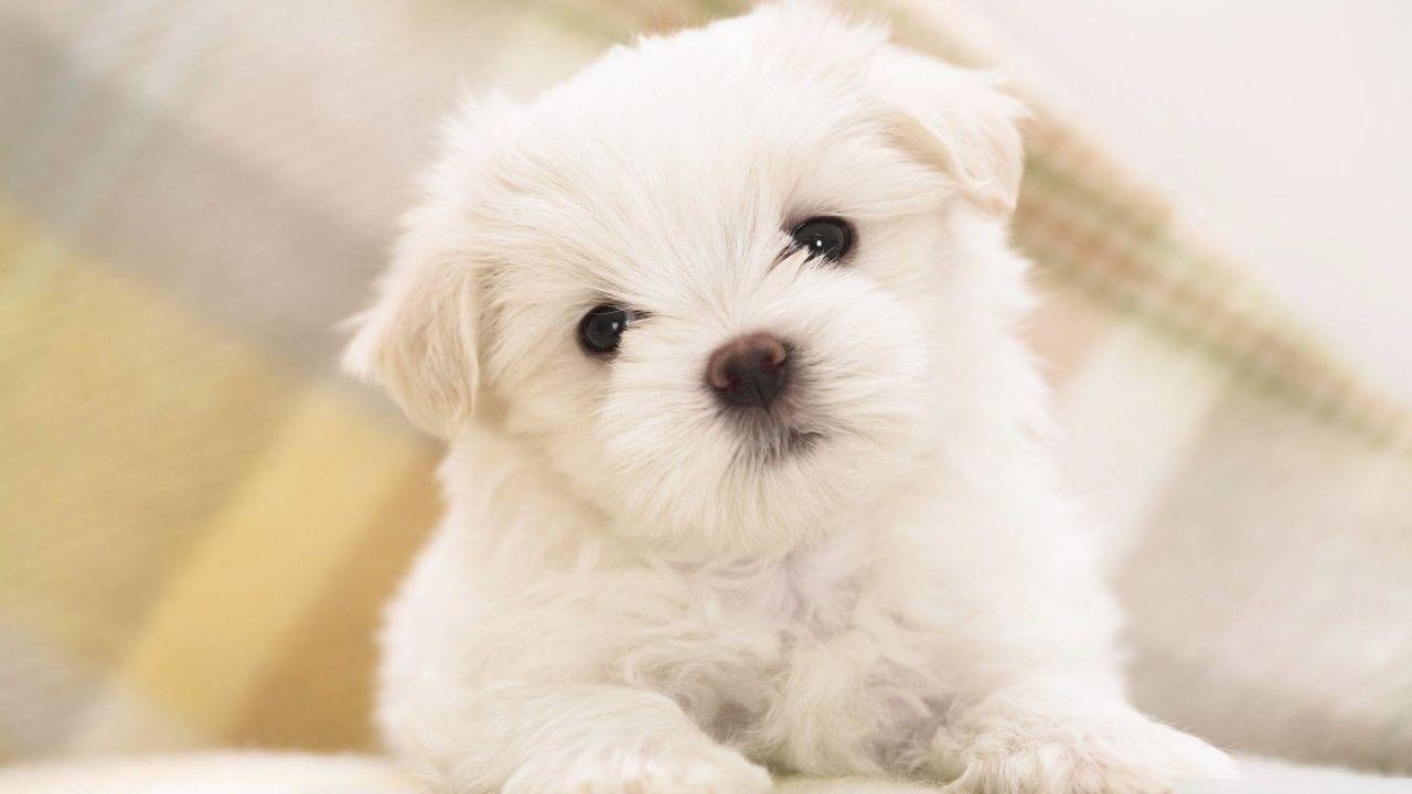 1280x720 white fluffy puppy wallpaper  Wallpaper. HD, Desktop