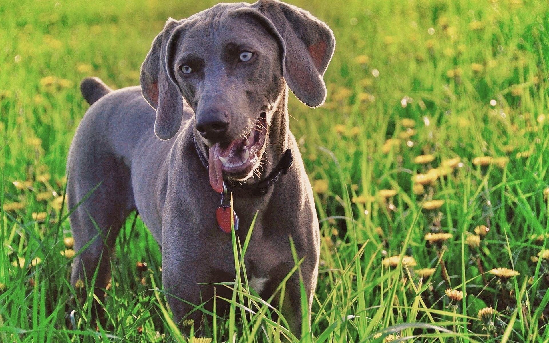 1920x1200 Weimaraner Wallpaper, Desktop