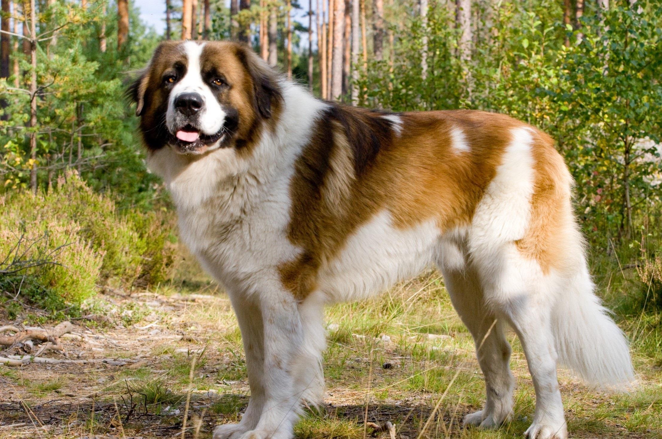 2220x1470 White St Bernard, Desktop