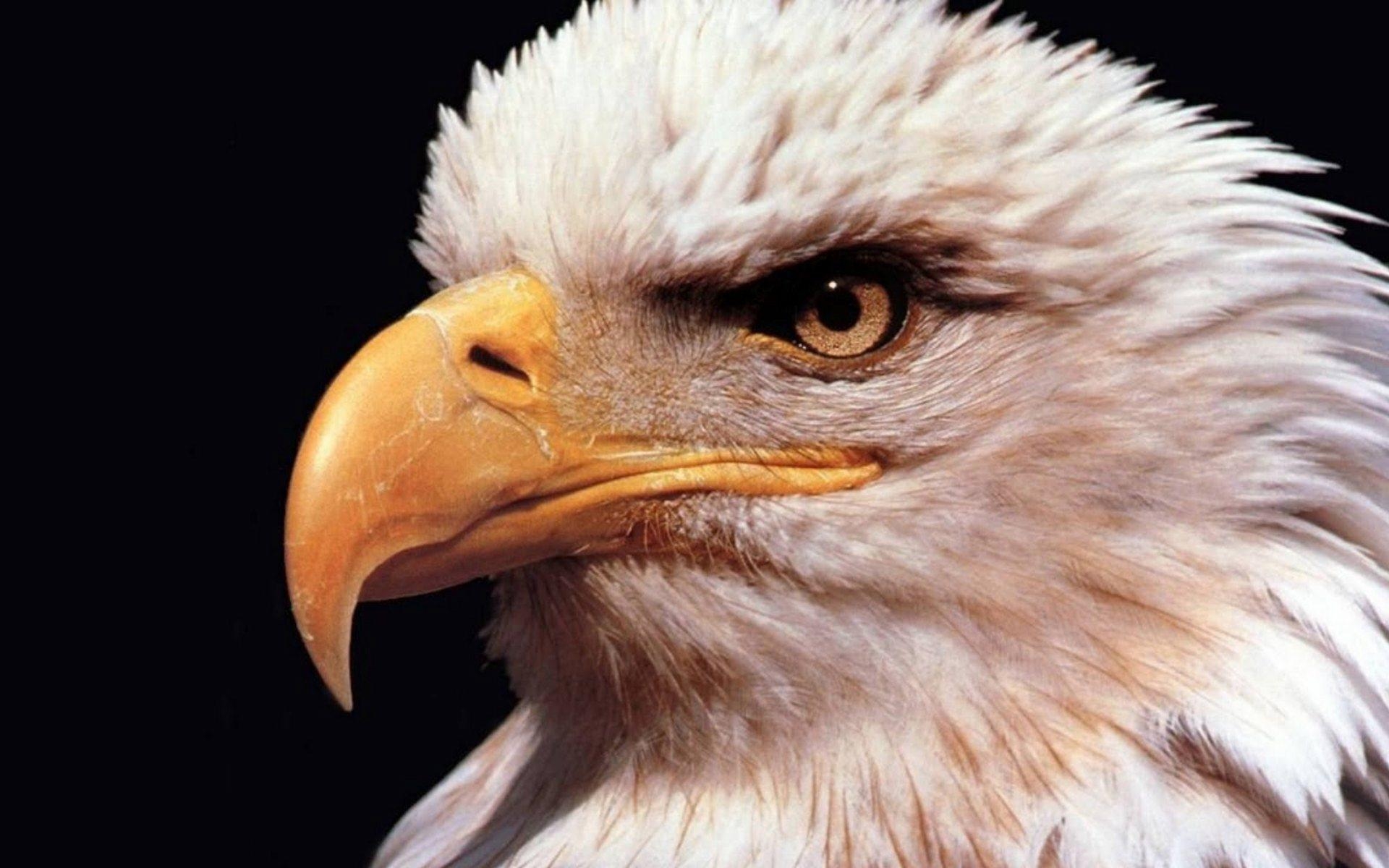 1920x1200 Eagle Eye Wallpaper. Fourth of July Eagle, Desktop