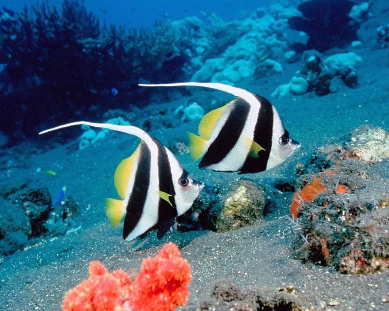 1280x1030 Download under sea Animal wallpaper. Google Adsense A 2 Z New Tricks, Desktop