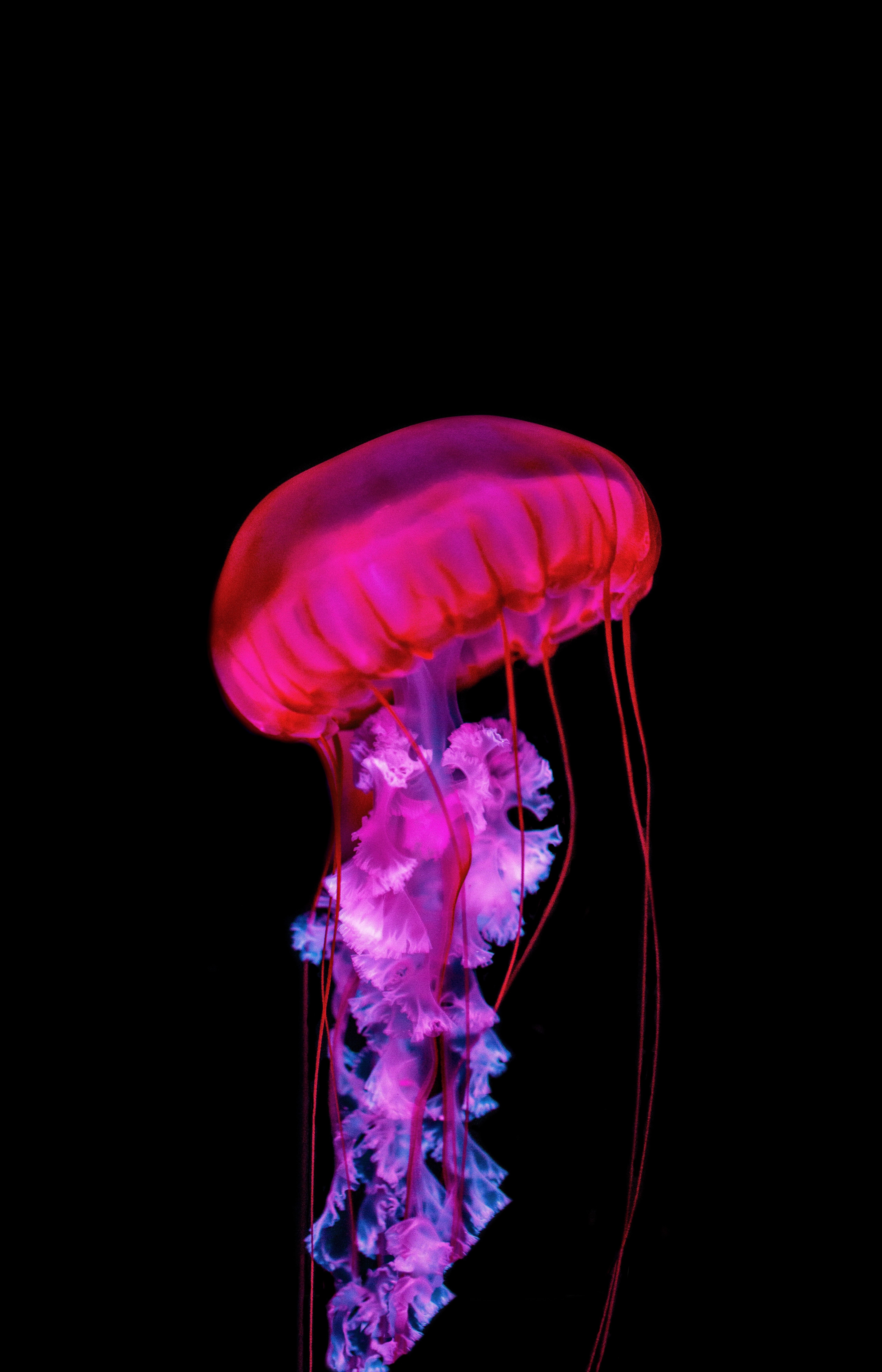 4500x7000 Download Jellyfish wallpaper for mobile phone, free Jellyfish HD picture, Phone