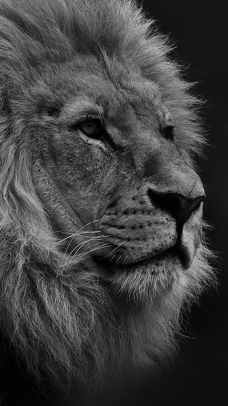 750x1340 NATIONAL GEOGRAPHIC NATURE ANIMAL LION DARK BW WALLPAPER HD, Phone