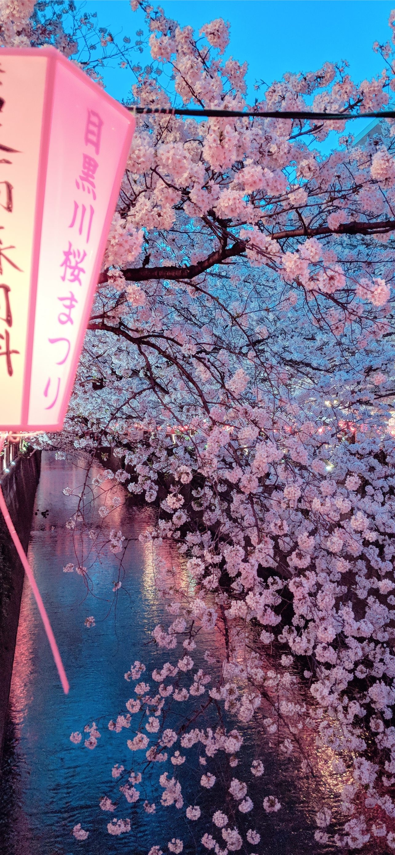 1290x2780 Best Cherry blossoms iPhone HD Wallpaper, Phone