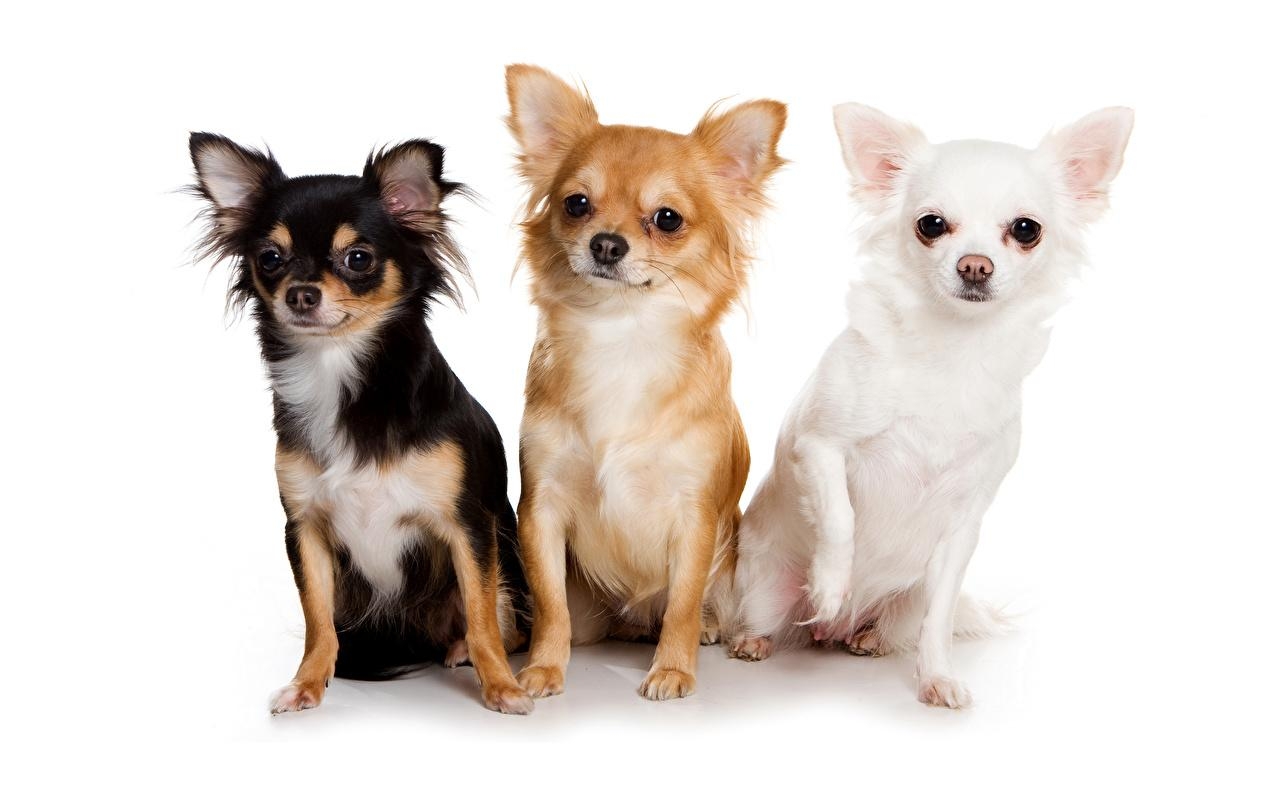 1280x810 Wallpaper Chihuahua Dogs Three 3 Animals White background, Desktop