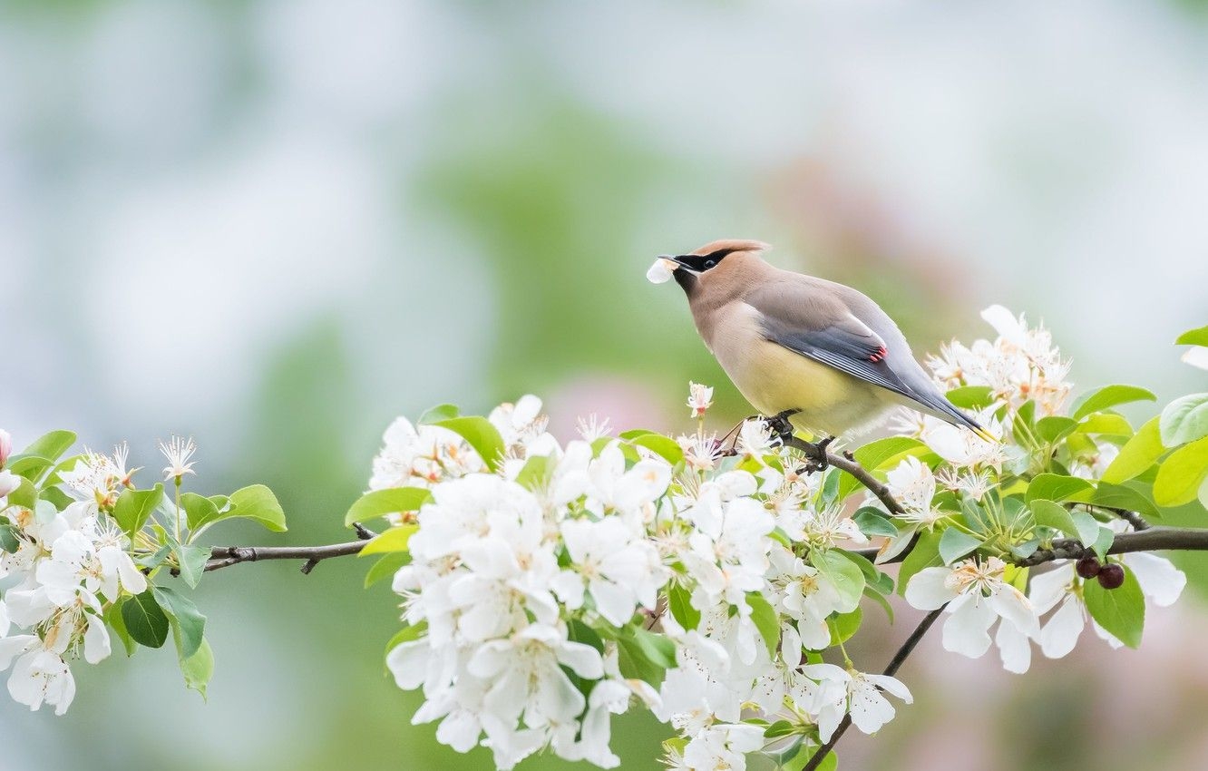 1340x850 Wallpaper flowers, branches, cherry, bird, spring, petal, white, Desktop