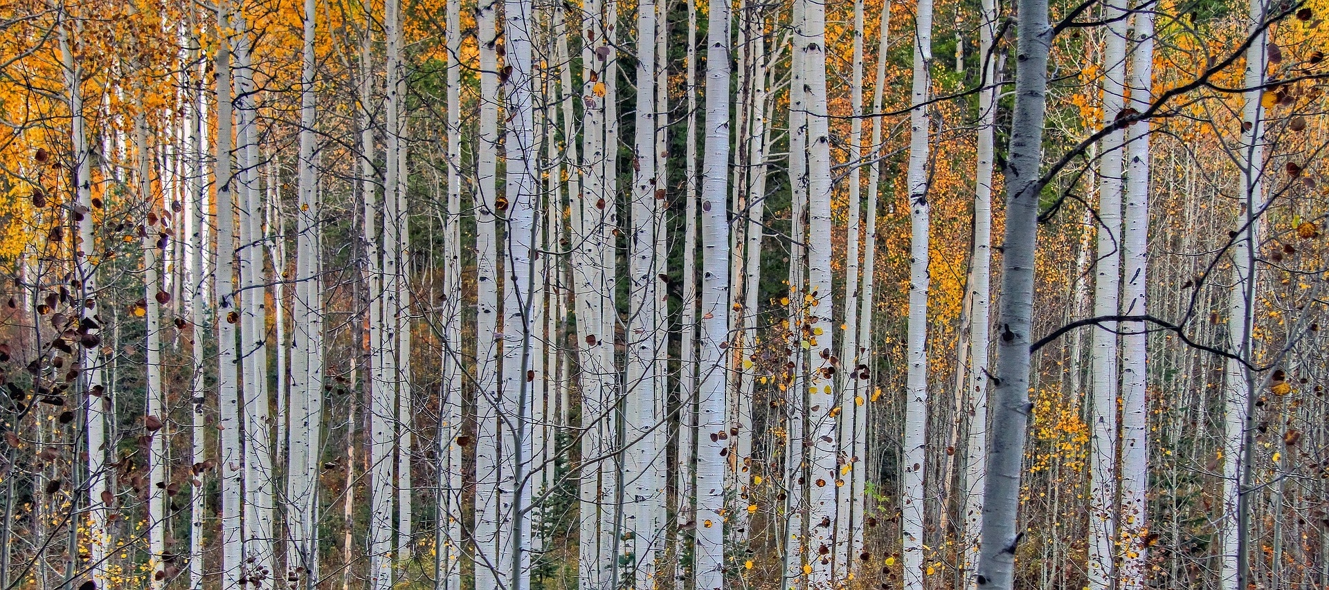 1920x860 The Oldest Living Thing in the World, Dual Screen