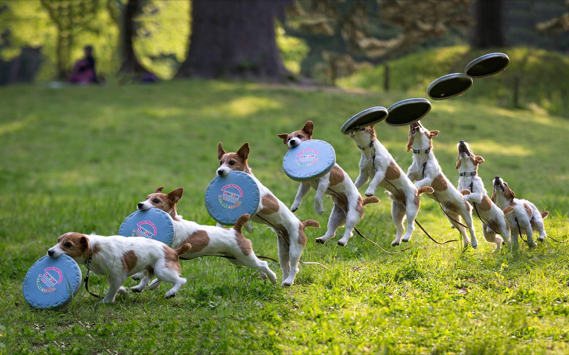 1920x1200 Dog frisbee catch wallpaperx1200, Desktop