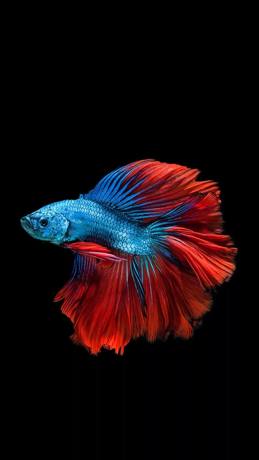 1080x1920 Betta Fish iPhone Wallpaper, Phone