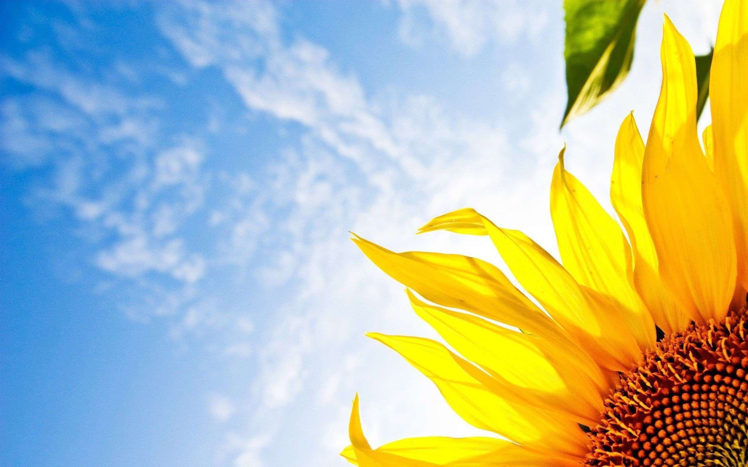 2560x1600 Yellow Desktop Wallpaper Sunflower, Desktop