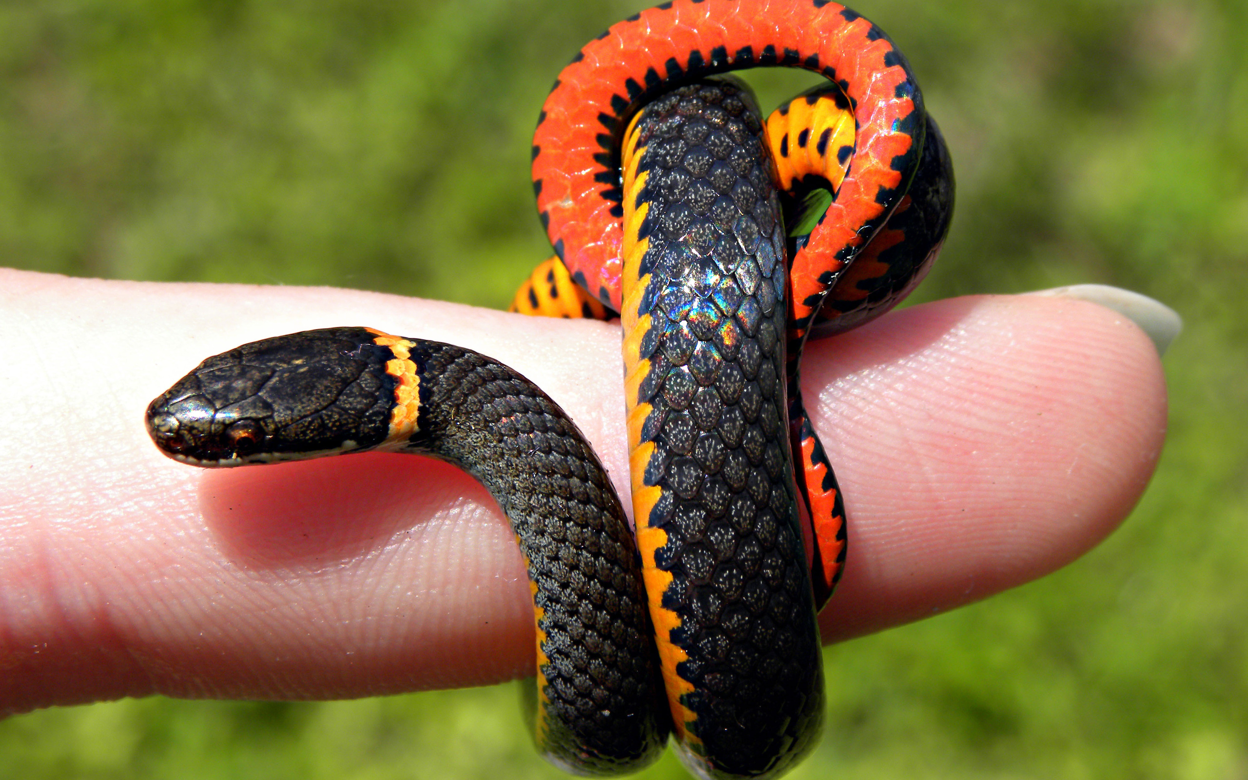 2560x1600 Vibrant Snake HD Wallpaper, Desktop