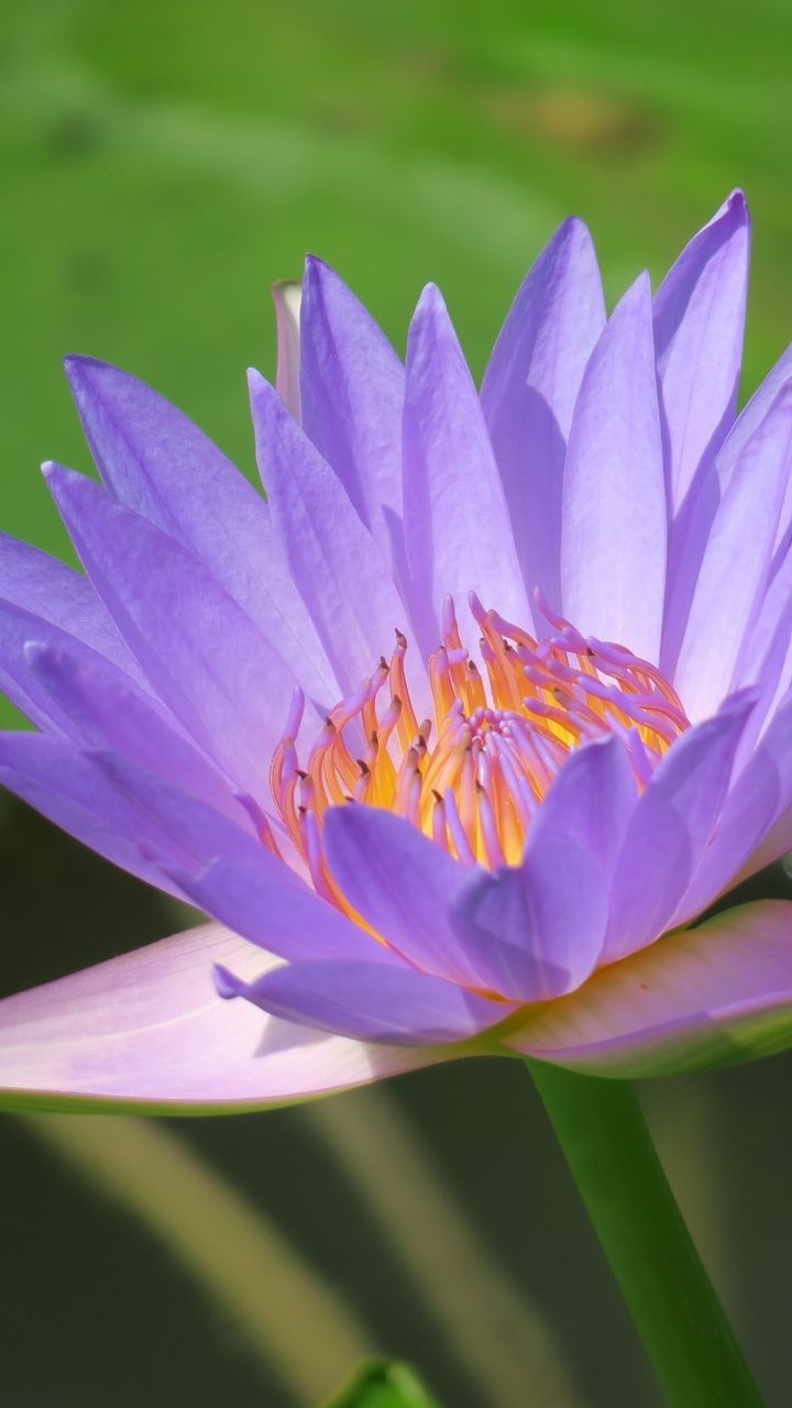 720x1280 wallpaper Bright, blue, water lily, flower, bloom, Phone