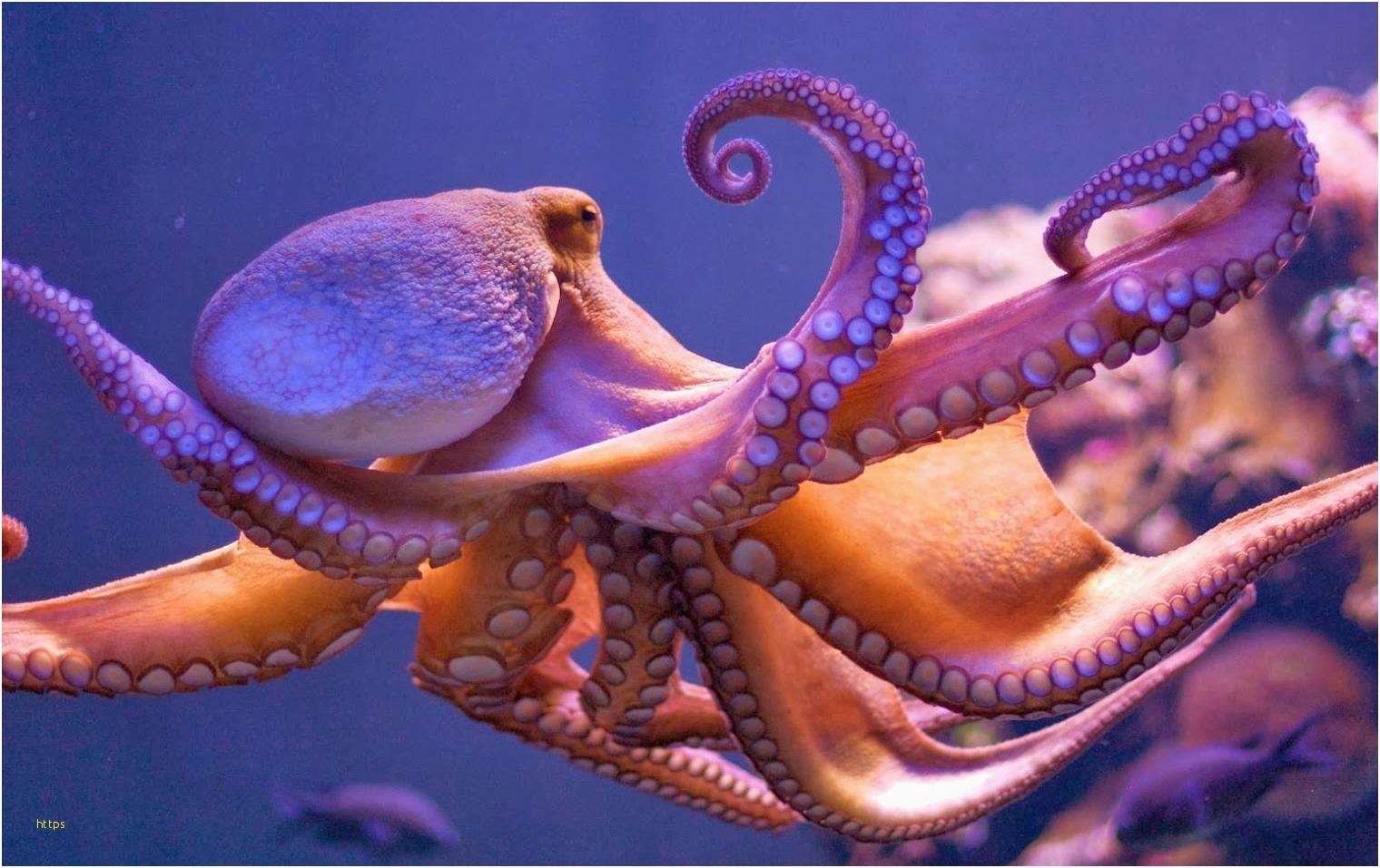 1520x960 Octopus Wallpaper Unique Octopus • Meh, Desktop