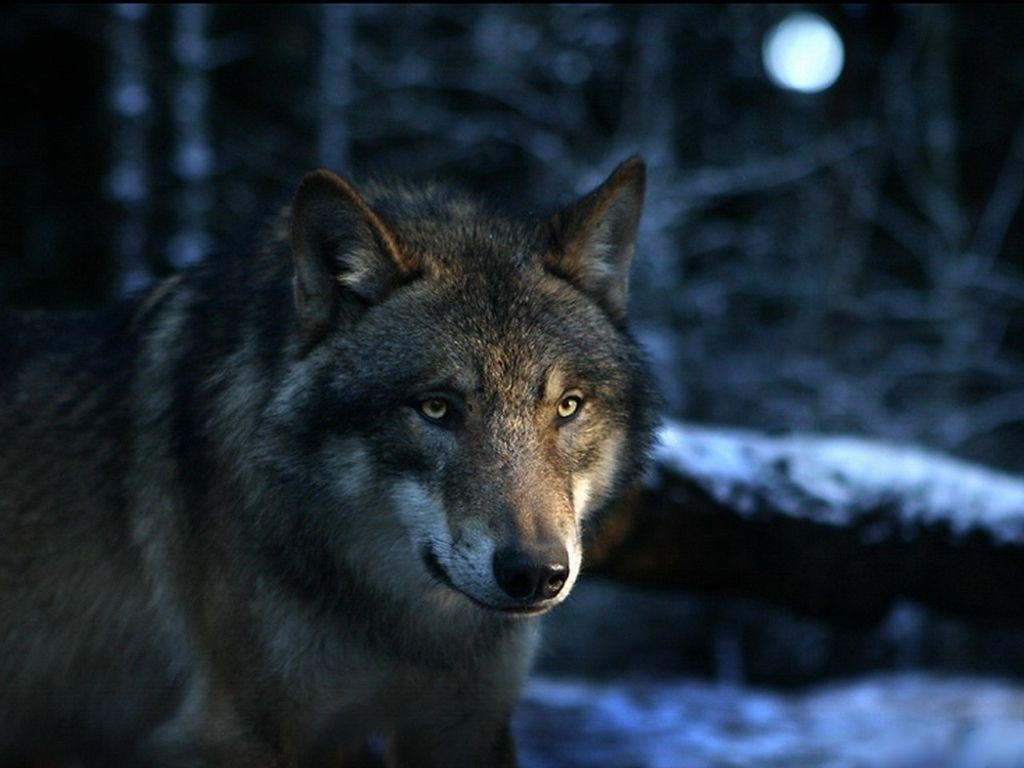 1030x770 Wallpaper For > Real Wolf Wallpaper, Desktop