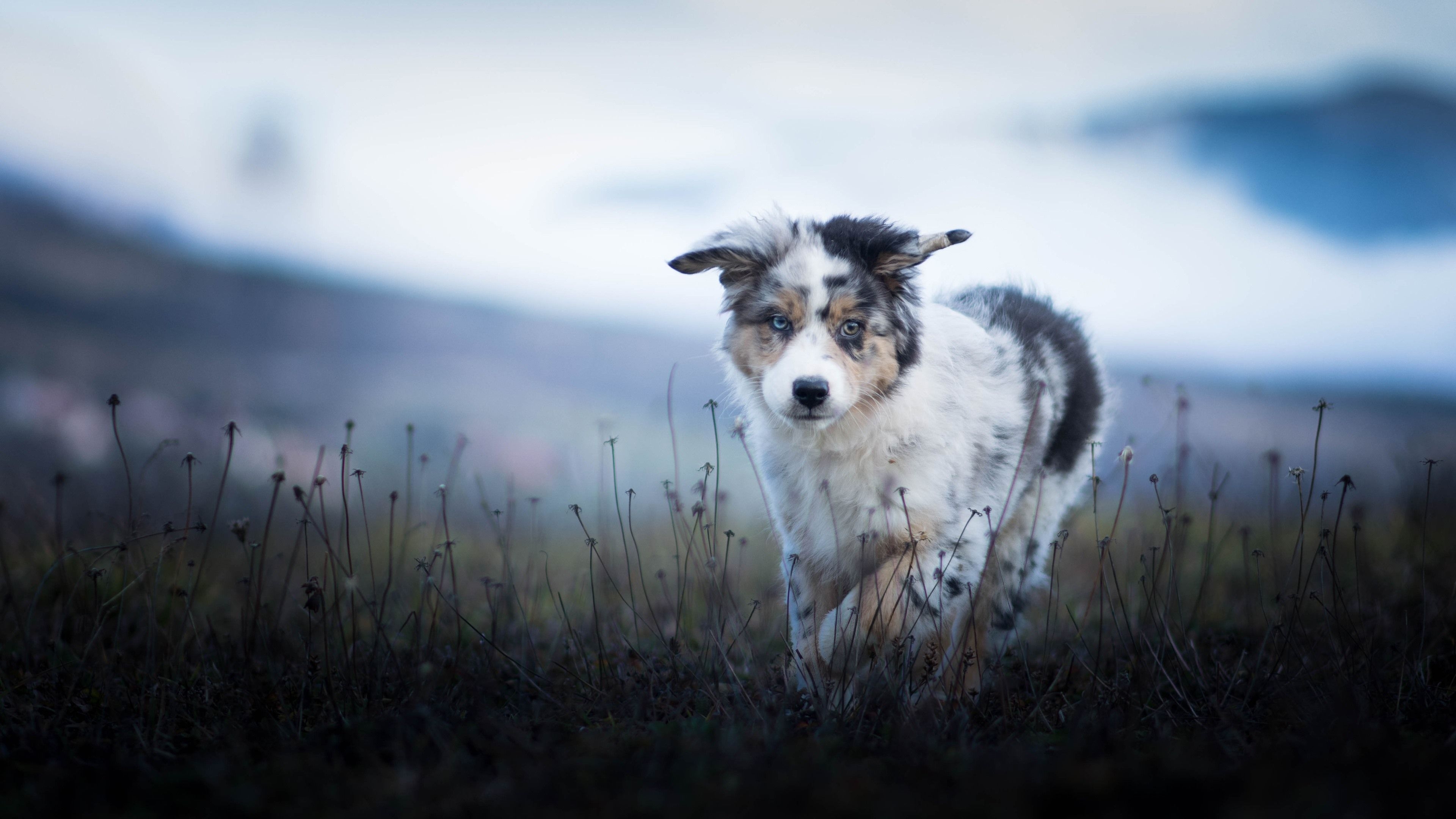 3840x2160 Wallpaper Australian shepherd, furry puppy, grass  UHD 4K, Desktop