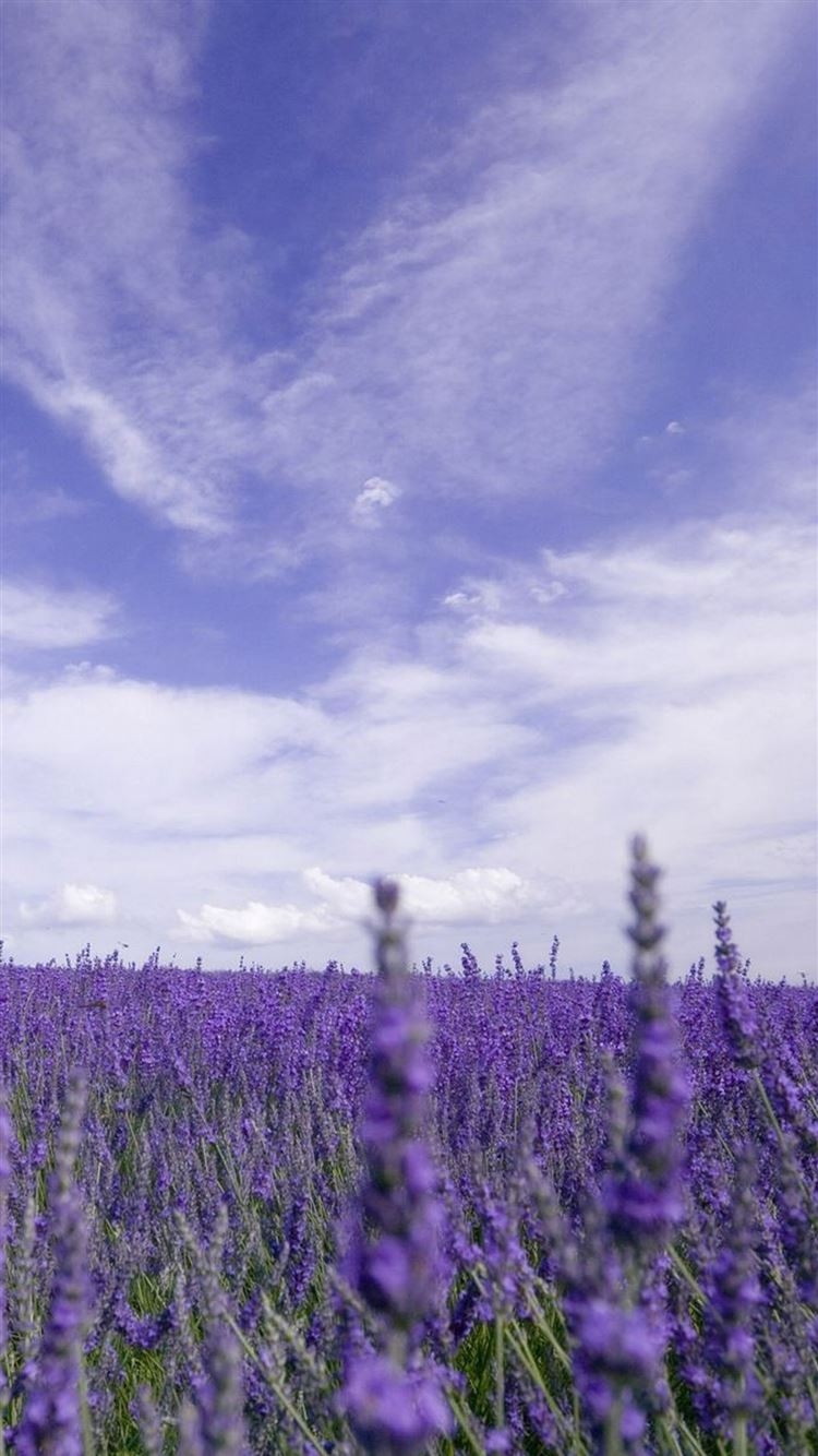 750x1340 Best Lavender iPhone 8 HD Wallpaper, Phone