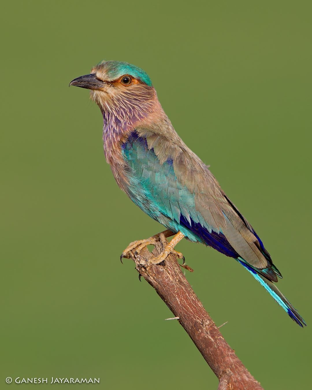 1080x1350 Indian Roller (Coracias benghalensis) Chennai, India. #birdsforlife #ganeshjayaraman”. Indian roller, Animal planet, Blue bird, Phone