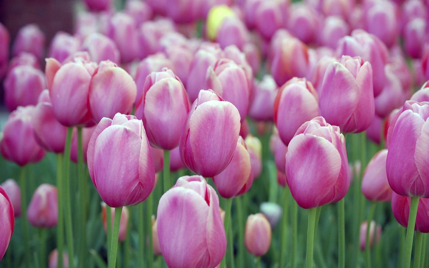 1440x900 Pink Tulip HD Wallpaper Wallpaper Inn, Desktop