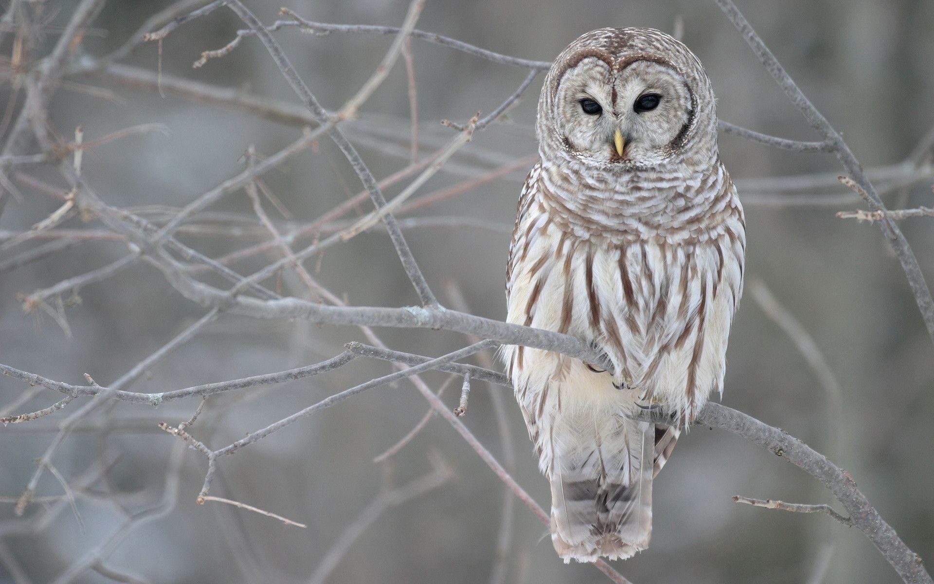 1920x1200 White Owl Tree Wallpaper, Desktop