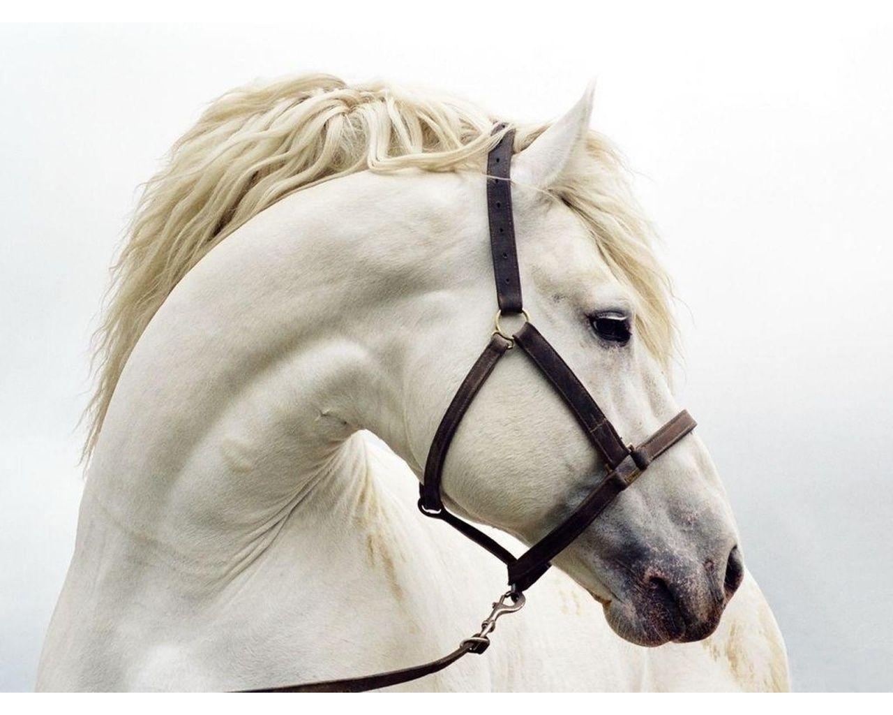 1280x1030 White Horse Wallpaper 6, Desktop