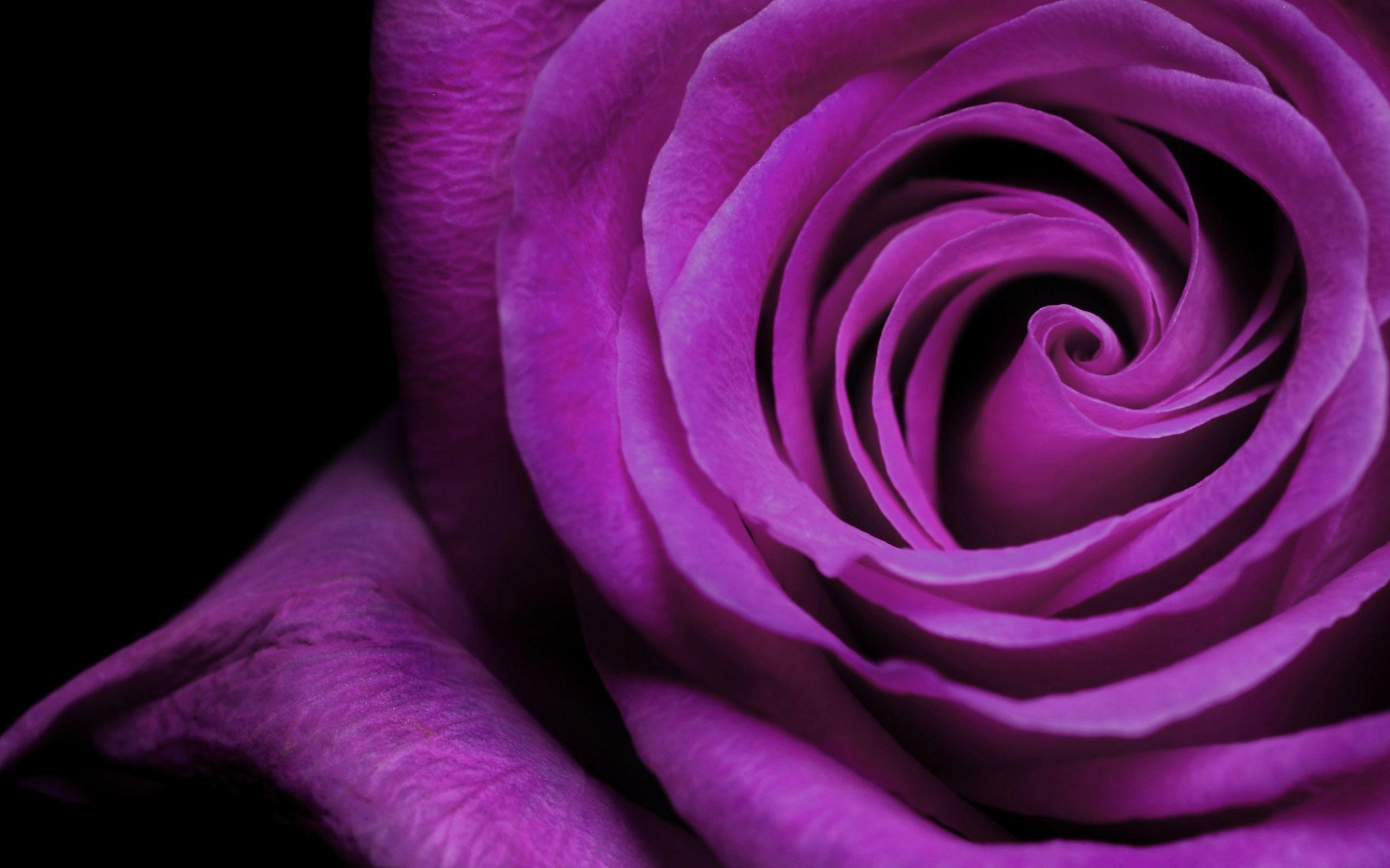 2560x1600 Purple Rose, Desktop