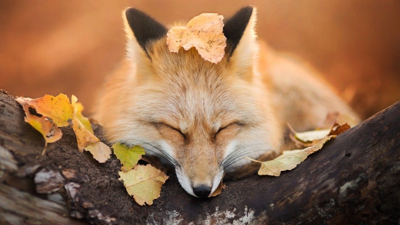 1370x770 Download  Fox, Sleeping, Cute, Wood, Leaves, Autumn Wallpaper for Laptop, Notebook, Desktop